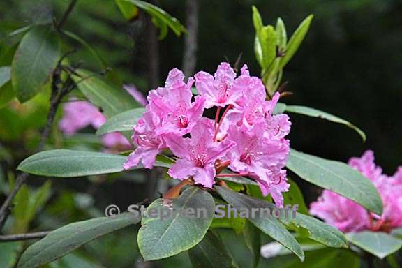 rhododendron macrophyllum 2 graphic